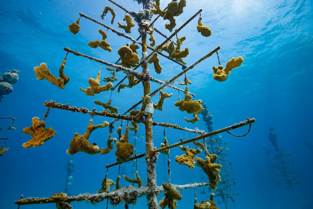 Coral-Trees-progetto-SDGs-14-Agenda-2030